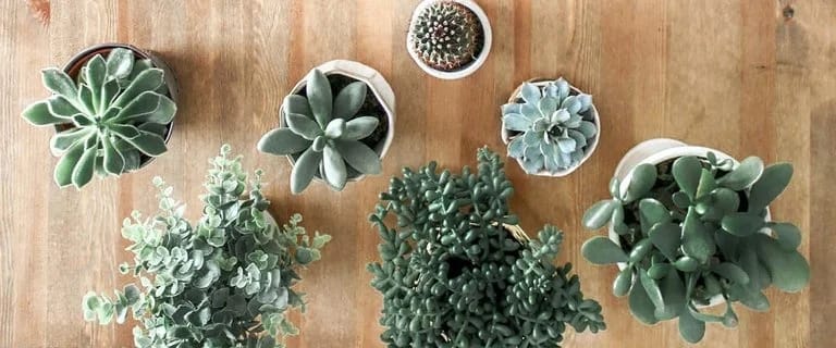 Legacy at Imperial Village