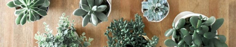 Legacy at Imperial Village