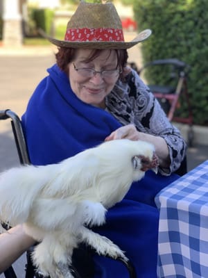 Resident interacting with a fluffy white chicken outdoors