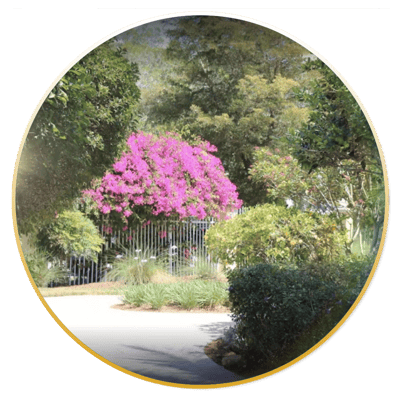 Vibrant outdoor flowers in a sunny garden setting