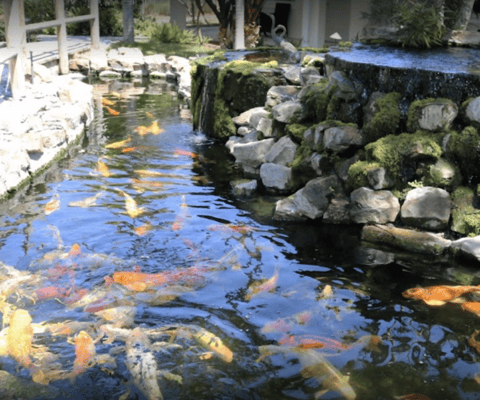 Koi pond with vibrant fish swimming in clear water