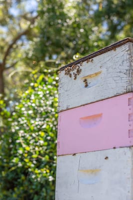 Westminster Suncoast