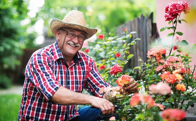 Elderly man gardening among colorful roses