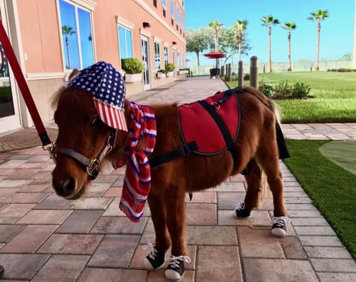 Mini horse in a patriotic costume outside the facility