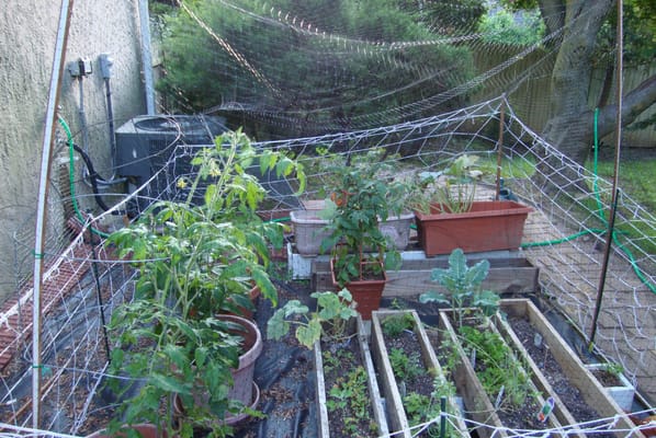 Vegetable garden with potted plants and netting for protection