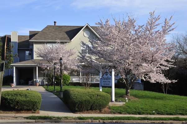 Exterior view of Paradise Assisted Living with cherry blossom trees in bloom