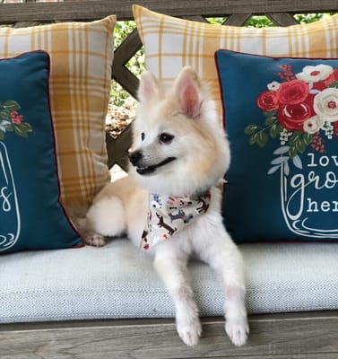 Solstice Senior Living at Corpus Christi