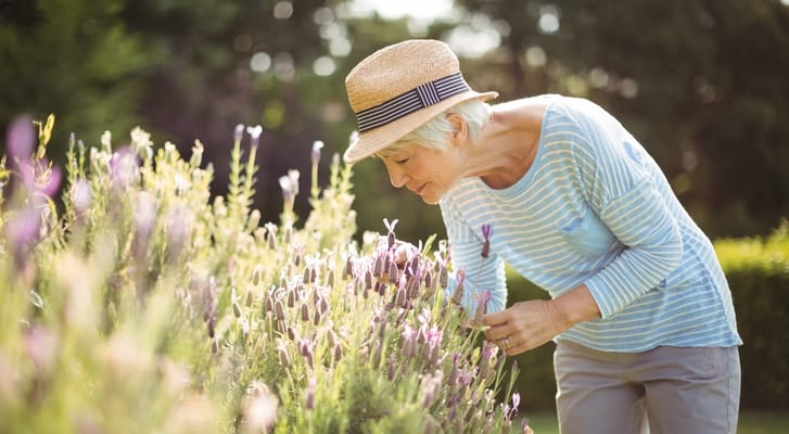 Resident tending to lavender flowers in a garden