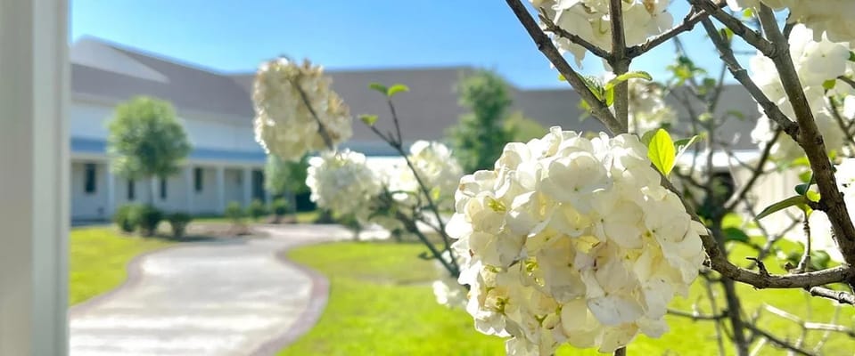 White flowers blooming in a garden pathway