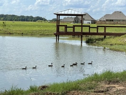Outdoor gazebo by a pond with ducks.