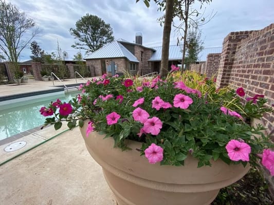 Vibrant flowers by the poolside at Gardens of Somerset