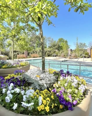 Vibrant flowers surrounding a pool area