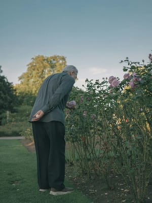 Senior man admiring roses in a garden