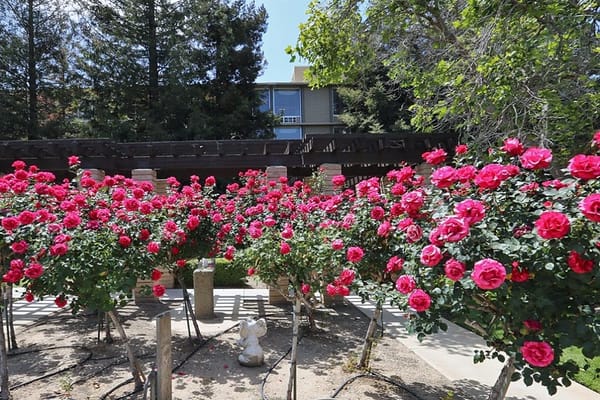 Blooming roses in a garden area at the facility