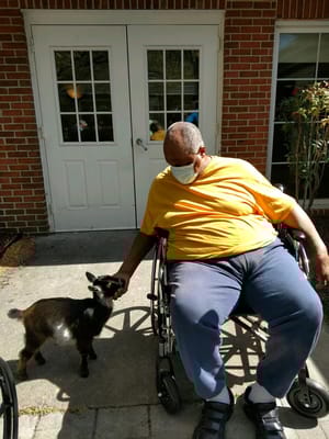 A resident in a yellow shirt interacting with a small goat while seated in a wheelchair.