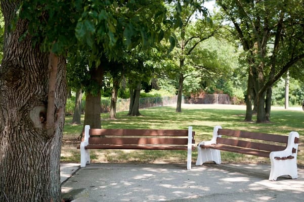 Park benches under trees in a serene outdoor space