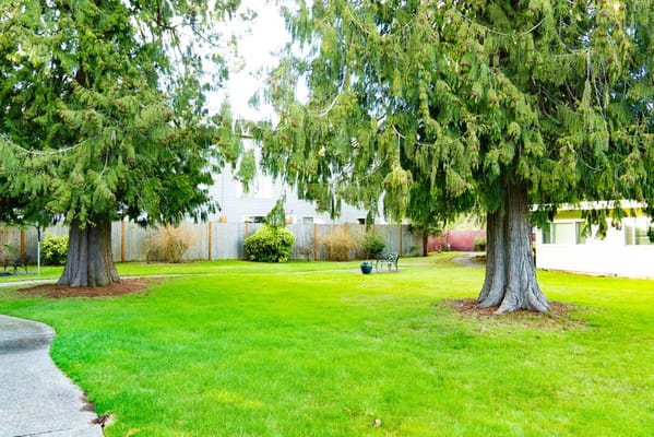 A serene garden area with trees and lawn
