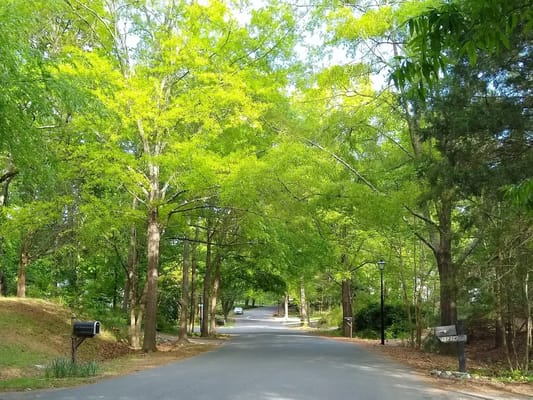 Tree-lined street view in a serene outdoor setting