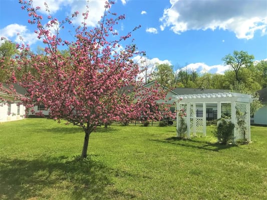Blooming tree and gazebo in a sunny outdoor space