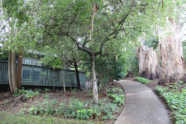 Pathway through a green garden area