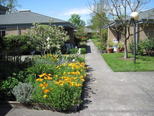 A pathway with flowers and greenery in a residential area