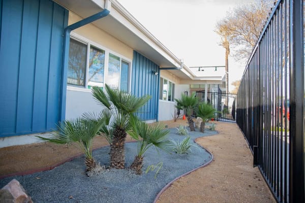 Pathway with palm plants in a garden area