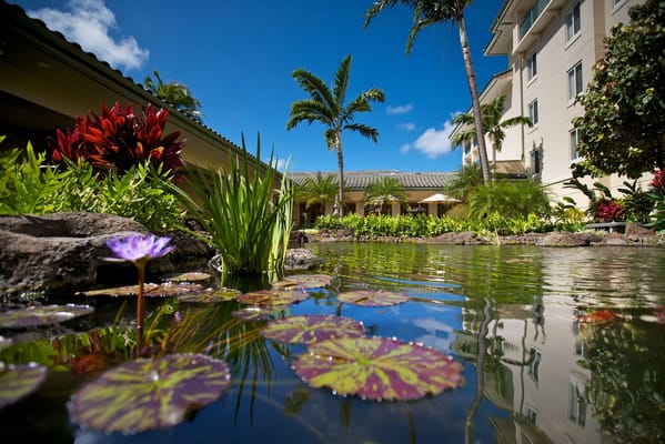 Pond with lily pads and tropical plants at Kahala Nui