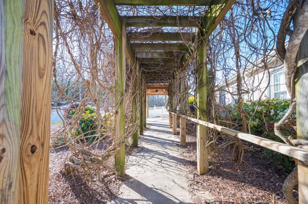 Pathway covered with vines in an outdoor area