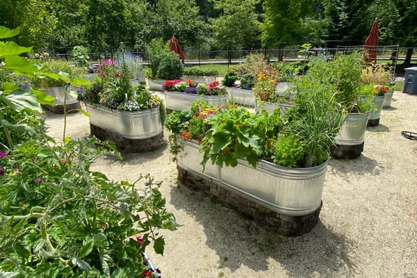 Lively garden area with raised planters filled with flowers and herbs