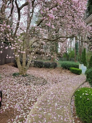 Pathway lined with pink magnolia petals and blooming trees