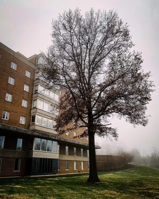 Exterior view of a nursing home building with a large tree