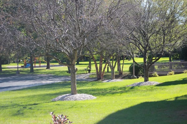 A serene park view with bare trees and a bench in the distance.