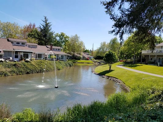 Beautiful outdoor view of a serene pond with nearby buildings