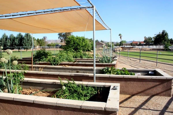 Raised garden beds with vegetables and shade cover