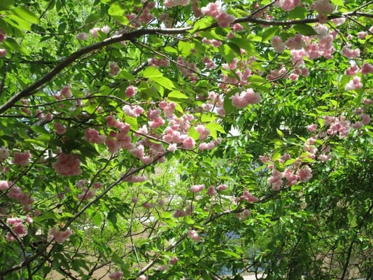 Blooming pink flowers in a lush garden