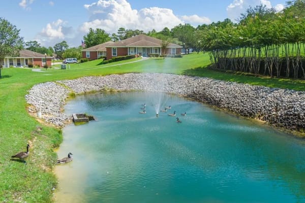Scenic pond with ducks and residential buildings in the background