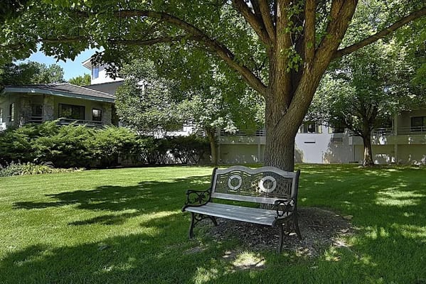 Shaded bench under a tree in the outdoor space