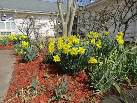 Vibrant yellow daffodils bloom in a garden with red mulch