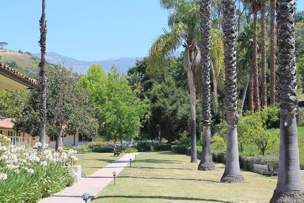 Lush garden path lined with palm trees