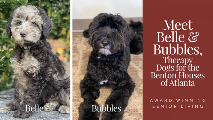 Therapy dogs Belle and Bubbles in a welcoming setting