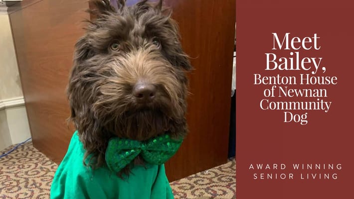 Bailey, the community dog, wearing a bow tie