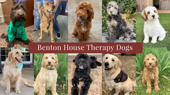 Various therapy dogs from Benton House of Grayson