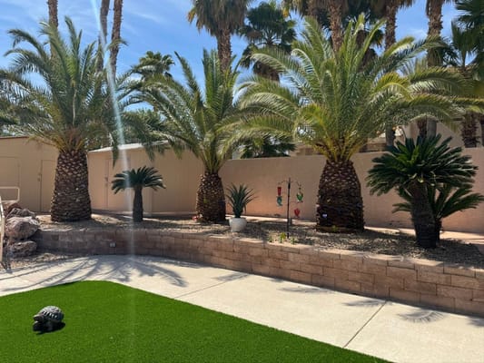 Spacious courtyard with palm trees and decorative planters