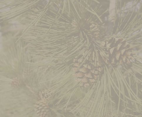 The Village at Skyline Pines Assisted Living & Memory Care