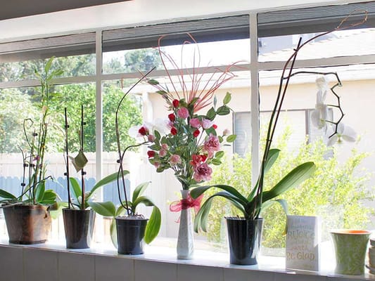 Vibrant flower arrangement on a windowsill