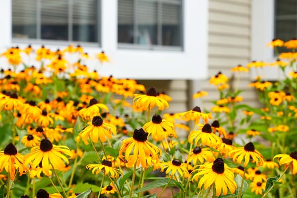 Bright yellow flowers blooming in a garden