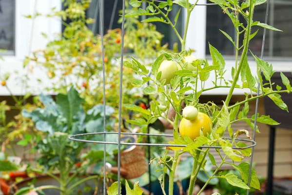 Tomato plants growing in a vibrant garden area