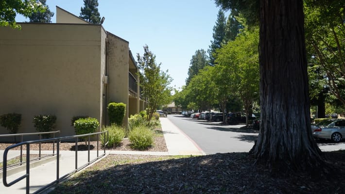 Pathway lined with trees near the facility