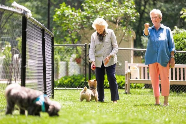 Residents enjoying time with dogs in a grassy area