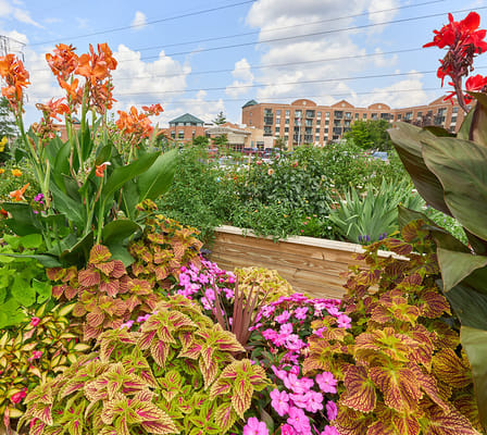 Colorful flowers in the foreground with a senior living facility in the background